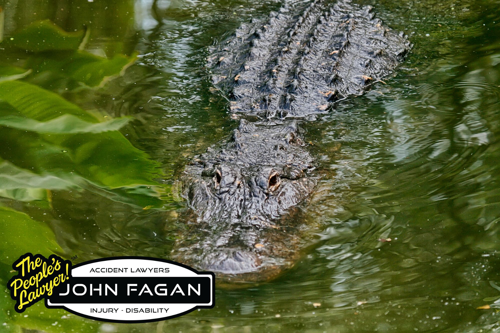 Alligator Safety Advice